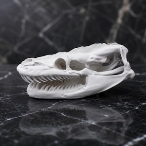 Puede incluir: Un cráneo de serpiente blanco detallado, con dientes y cuencas oculares visibles. El cráneo se presenta sobre un fondo oscuro y veteado, resaltando la intrincada estructura ósea. Ideal para temas góticos o de historia natural. Mide unos 20 cm.