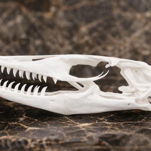 Puede incluir: Un cráneo de reptil blanco y alargado que presenta una mandíbula prominente con numerosos dientes afilados y puntiagudos. El cráneo muestra una gran cuenca ocular hueca y estructuras óseas complejas a lo largo del cráneo, visto de perfil.