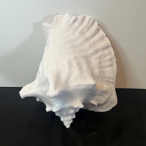 May include: A large, white conch shell with a textured surface. The shell has a spiral shape and a pointed end. The shell is sitting on a black surface with a white background.
