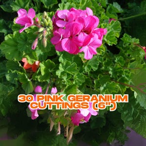 30 Pink Geranium Cuttings (6") – Hardy Fragrant Zonal Variety | No Roots, Easy Grow, Drought Tolerant | Bonus Gift Included