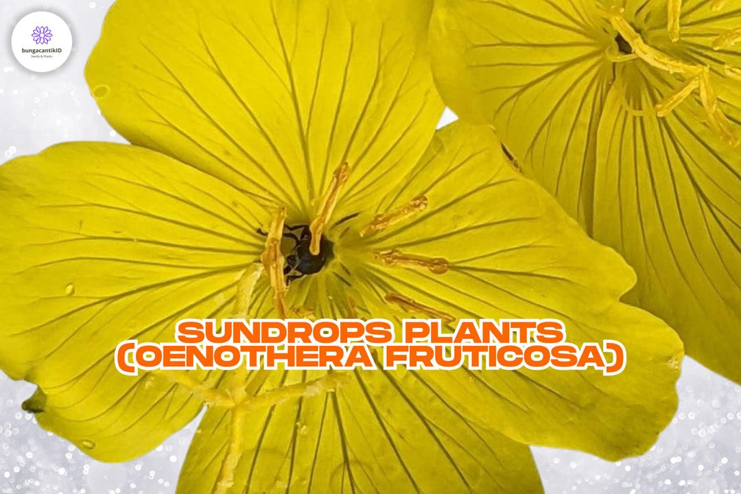 Bottom Sundrop 6 Sundrops Plants: Yellow Evening Primrose - Drought Tolerant Perennial ...