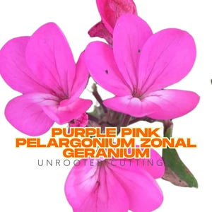 8 Purple Pink Zonal Geranium Cuttings – Pelargonium, Live Starter Plants, White Centers, Hardy, Bright Blooms for Garden