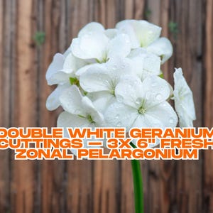 Double White Geranium Cuttings – 3x 6&quot; Fresh Zonal Pelargonium | Easy Grow, No Roots, Fragrant Starter Plants for Containers