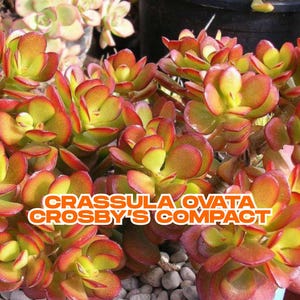 Crassula Ovata Crosby’s Compact | 8&quot; Jade Money Tree | Live Succulent Plant | Drought Tolerant | Ships from California