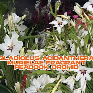 Gladiolus Acidanthera Murielae | 10 Fragrant Peacock Orchid Bulbs | White Star Flowers | Spring Planting | Ships from California