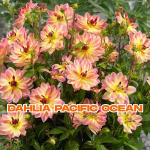Dahlia Pacific Ocean | Pink & Yellow Variegated Flower Bulb Tuber | Big Blooms | Cut Flower | Ships from California