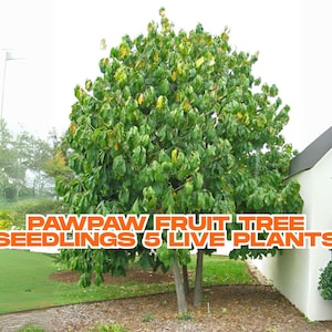 Pawpaw Fruit Tree Seedlings | 5 Live Plants for Planting | Asimina triloba | Sweet Tropical Fruit | Ships from USA