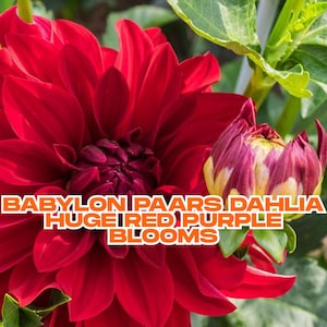 Babylon Paars Dahlia Bulb | 1 Live Tuber | Huge Red Purple Blooms 8-10&quot; | Late Summer to Frost | Cut Flower | Ships from CA