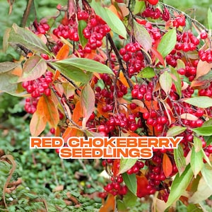 Red Chokeberry Seedling – Live Shrub Trees by CZ Grain | Fall Foliage & Spring Blooms | Edible Berries | Wildlife Friendly