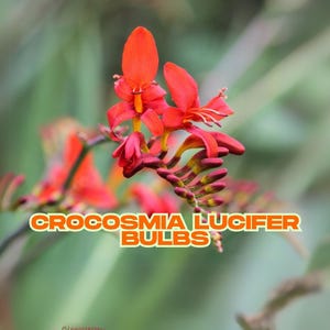 Crocosmia Lucifer Bulb – 1 Red Montbretia | Live Flower Bulb | Hummingbird Magnet | Summer Bloom | Ships from USA