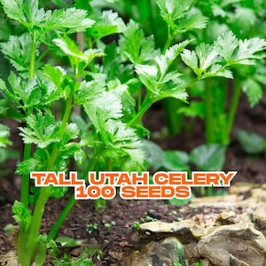 Tall Utah Celery Seeds | 100 Heirloom Apium graveolens | Crisp Stalks | Organic Gardening Favorite | Easy to Grow | USA Shipping Only