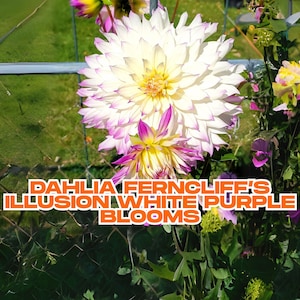 Dahlia Ferncliff’s Illusion Tuber | 10&quot; White Purple Blooms | Dinnerplate Dahlia | Live Flower Bulb | Anniversary Flower | Ships from CA