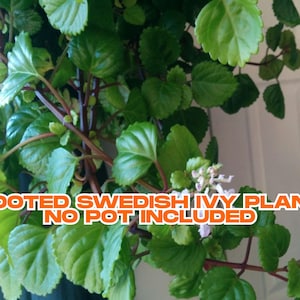 Rooted Swedish Ivy Plant | Easy Indoor Houseplant | Fast Growing Trailing Vine | No Pot Included | Shade-Loving