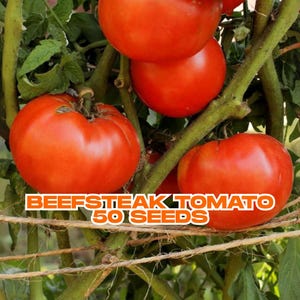 Beefsteak Tomato Seeds | 50+ Heirloom Non-GMO Seeds | Large Juicy Fruit | Garden Favorite | Easy to Grow | Ships from USA (No CA Shipping)