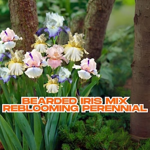Bearded Iris Mix | 5 Bare Root Bulbs | Reblooming Perennial | Purple, Red, Yellow, Orange, White | Deer Resistant | Ships from CA