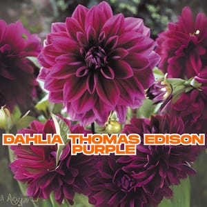 Dahlia Thomas Edison | 1 Purple Decorative Flower Bulb | Large 7-8&quot; Blooms | Summer to Fall | Cut Flower | Ships from California