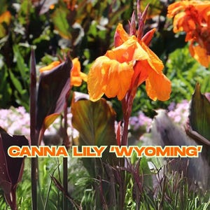 Canna Lily Wyoming | 1 Live Bulb | Orange Flowers & Burgundy Leaves | Easy Grow Perennial | Tall Plant | Ships from California