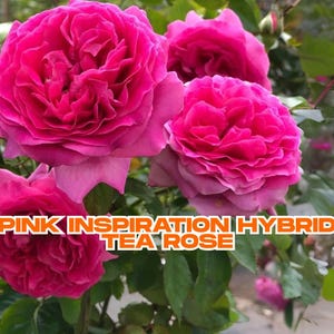 Pink Inspiration Hybrid Tea Rose – 1 Live Rose Bush 1–2 ft, Pepper Fragrance, Repeat Bloomer, Pollinator-Friendly, Ships from California