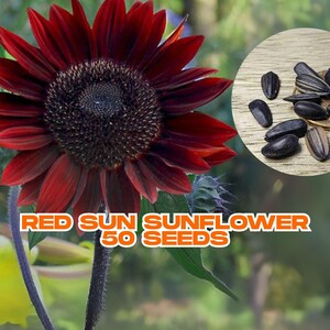 Red Sun Sunflower Seeds – 50+ Helianthus annuus | Bold Red Blooms | Easy to Grow | Attracts Pollinators | Summer Garden Favorite
