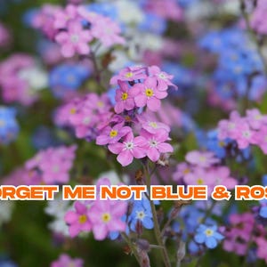 Forget Me Not Seeds – Blue & Rose Mix, 60+ Perennial Flower Seeds | Shade-Loving, Self-Seeding, Easy to Grow | US Seller