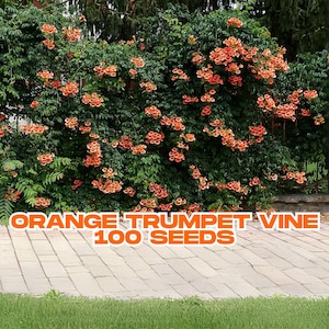 Orange Trumpet Vine Seeds | 100+ Campsis Radicans Hummingbird Magnet | Fast-Growing Climber | USA Grown | No CA Shipping