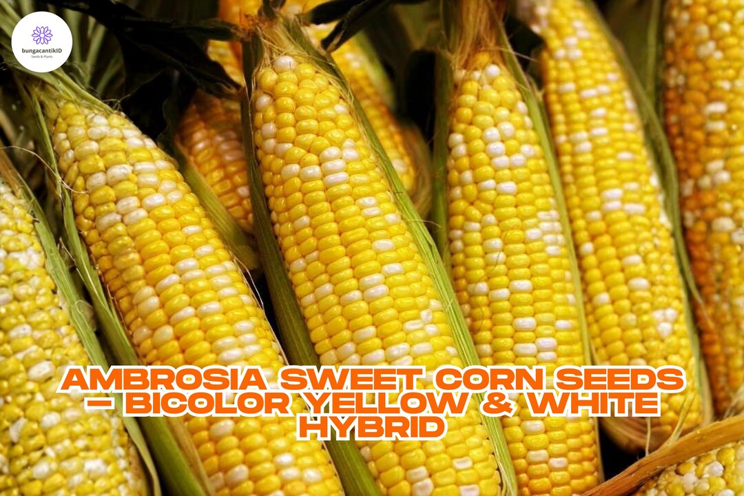 Ambrosia Sweet Corn Seeds - Bicolor Yellow & White Hybrid - Zea Mays ...