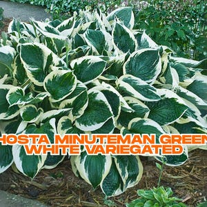 Hosta Minuteman | 1 Bare Root Plant | Green White Variegated Leaves | Purple Flowers | Shade Perennial | Ships from California