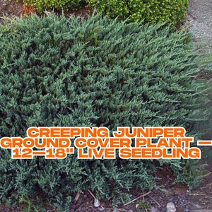Creeping Juniper Ground Cover Plant – 12–18" Live Seedling | Evergreen Outdoor Landscaping Shrub | Low-Maintenance