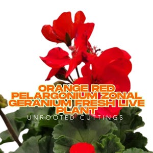 4 Orange Red Zonal Geranium Cuttings – Pelargonium, Live Starter Plants, Easy to Grow, Bold Flower Color for Garden & Pots