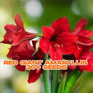 30+ Red Giant Amaryllis Seeds | Hippeastrum Flower Seeds | Heirloom Bulb Plant | Stunning Blooms | Garden or Pot | Easy to Grow