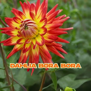 Dahlia Bora Bora | 1 Live Plant + Bulb Tuber | Coral Pink Red Yellow Cactus Dahlia | Summer Blooms | Ships from California