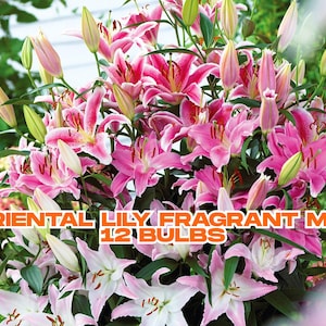 Oriental Lily Fragrant Mix – 12 Bulbs, Summer Flowers in Pink White Maroon, Tall Blooms for Garden or Cut, Ships from California