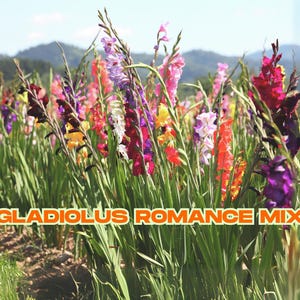 Gladiolus Romance Mix | 10 Flower Bulbs | Pink Purple White Sword Lily | Tall Blooms | Cut Flowers | Ships from California