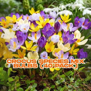 Crocus Species Mix Bulbs (40 Pack) | Purple, White, Yellow Flowers | Spring Bloom | Easy Perennial | Pollinator Friendly