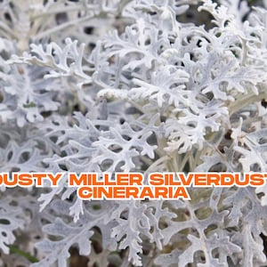 Dusty Miller Silverdust Cineraria Seeds – 600 Count | Silvery Gray Foliage | Annual Accent Plant | Deer Resistant | Fast U.S. Shipping
