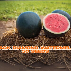 Black Diamond Watermelon Seeds – 50 Seeds | Heirloom Summer Favorite | Juicy Sweet Fruit | Non-GMO USA Grown | Easy Garden Planting