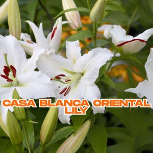 Casa Blanca Oriental Lily | 1 Live Bulb | Big White Fragrant Flowers | Tall Perennial | Cut Flower | Ships from California