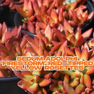 Sedum adolphi &#39;Firestorm&#39; | 2 Live Succulent Plants | Red-Tipped Yellow Rosettes | Trailing | Bare Root | Ships from California