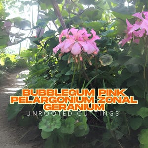 Bubblegum Pink Geranium Cuttings – 4 Live 8" Starters, Pelargonium zonale, Pastel Zonal Geranium, Easy Rooting Plant