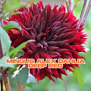 Mingus Alex Dahlia Bulb | 1 Live Tuber | Deep Red Double Ruffle Flower | Tall Cut Flower | Summer Blooms | Ships from CA
