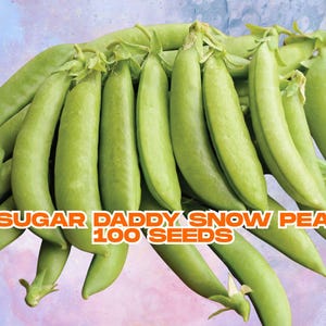 Sugar Daddy Snow Pea Seeds | 100 Heirloom Vegetable Seeds | Flat Tender Pods | Easy to Grow | Spring & Summer Planting
