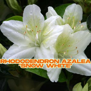 Rhododendron Azalea ‘Snow White’ – 6&quot; Live Plant | White Flowers | Bonsai or Shrub | Evergreen | Ships Bare Root from CA