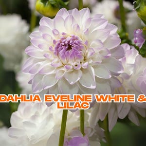 Dahlia Eveline | White & Lilac Live Flower Bulb Tuber | Large Decorative Blooms | Cut Flower Favorite | Ships from California
