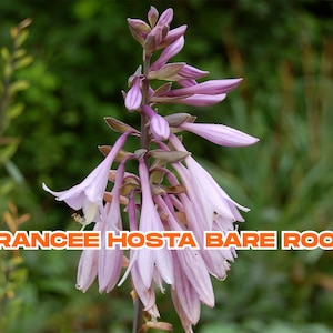 Francee Hosta 3 Bare Root Plants – Shade-Loving Perennial | Variegated Foliage | Easy Care | Hardy Hostas | No CA Shipping