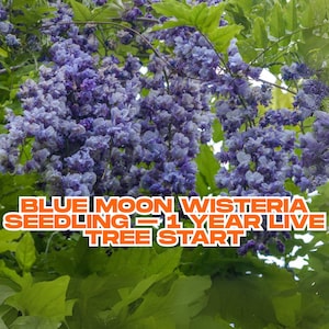 Blue Moon Wisteria Seedling – 1 Year Live Tree Start | Fragrant Purple Blooms | Cold Hardy | Outdoor Bonsai or Trellis Plant