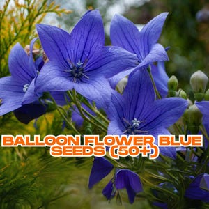 Balloon Flower Blue Seeds (50+), Platycodon Grandiflorus Perennial, Easy to Grow Summer Blooms, Ships from U.S. with Tracking
