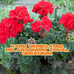 Rare Variegated Pelargonium Zonal Geranium Live Plant Cutting – Red Blooms, 6&quot; Starter, Colorful Garden Foliage