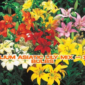 Lilium Asiatic Lily Mix – 12 Bulbs | Easy to Grow Summer Flowers, Perennial Blooms, Colorful Garden, Low-Maintenance