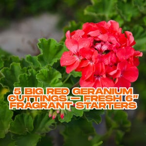 5 Big Red Geranium Cuttings – Fresh 6” Fragrant Starters | Hardy, Easy to Grow | No Roots | Drought-Tolerant Flowering Plant