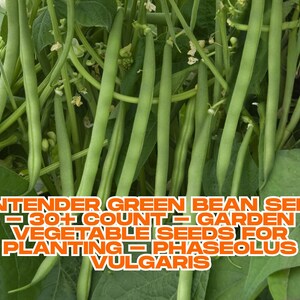 Contender Green Bean Seeds - 30+ Count - Garden Vegetable Seeds for Planting - Phaseolus vulgaris